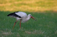 Weissstorch mit Nahrung