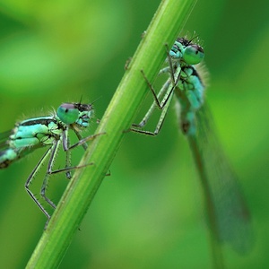 Grosse Pechlibelle