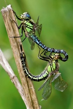 Kleine Mosaikjungfer (Brachyton pratense)