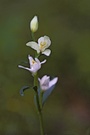 Weißes Waldvögelein (Cephalanthera damasonium)