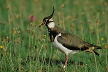 Kiebitz (Vanellus vanellus)