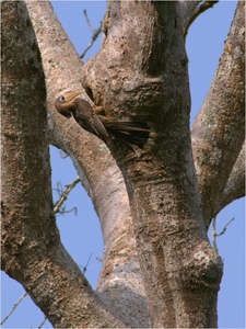 Brown Hornbill
