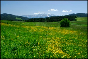 Sommer im Tatra-Vorland