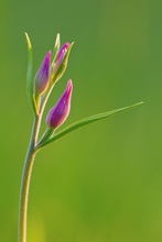 Cephalanthera rubra