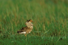 200805 Kampfläufermännchen (Philomachus pugnax) im Prachtkleid