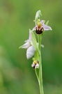 Orphys apifera II