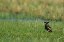 Einbeiniger Freier - Kampfläufermännchen (Philomachus pugnax) im Prachtkleid