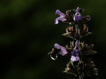 Wiesensalbei mit Hummel