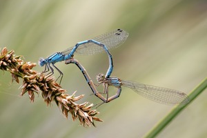 Gemeine Becherjungfer (Enallagma cyathigerum) - Paarungsrad