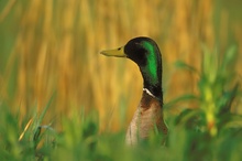 aufmerksamer Stockentenerpel (Anas platyrhynchos)