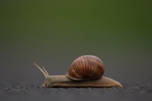 Weinbergschnecke (Helix pomatia Linnaeus)