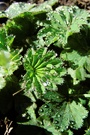 Frauenmantel - alchemilla vulgaris
