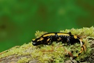 Feuersalamander (Salamandra salamandra)