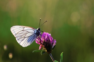 Baumweißling (Aporia crataegi)