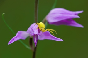 Farbtopf der Natur