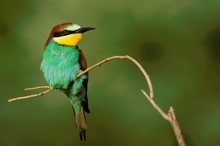 Bienenfresser (Merops Apiaster)