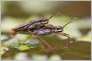 ~ Wasserläuferpaarung ~