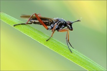 Hornfliege (Sepedon sphega)