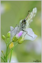 Aurorafalter (Anthocaris cardamines)