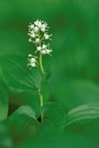 Zweiblättrige Schattenblume (Maianthemum bifolium)