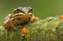 Kleiner Frosch Frontal ...