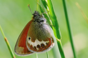 ~Coenonympha arcania~