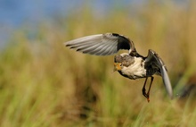 Kampfläufer... [ND]