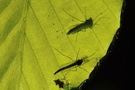 Büschelmücken (Chaoborus spec.)