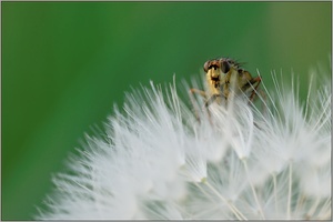 Gelbe Dungfliege (Scatophaga stercoraria)