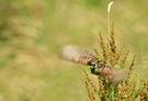 Rohrammer(Emberiza schoeniclus)