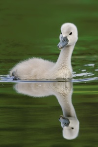 Höckerschwan