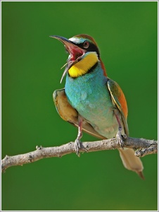 (noch `n) Bienenfresser