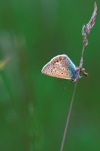 Hauhechelbläuling (Polyommatus icarus)