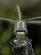 Westliche Keiljungfer