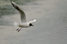 Lachmöwe (Larus ridibundus)