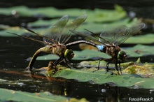 Kleine Königslibelle (Anax parthenope)