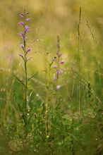 Cephalanthera rubra II