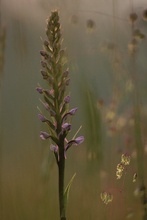 Die Mückenhändelwurz (Gymnadenia conopsea)