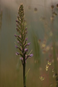 Die Mückenhändelwurz (Gymnadenia conopsea)