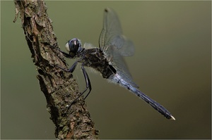 Östliche Moosjungfer (Leucorrhinia albifrons)