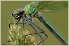 Gebänderte Prachtlibelle (Calopteryx splendens)