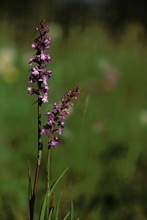 Mückenhändelwurz (Gymnadenia conopsea) II