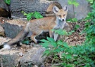 Fuchs am Abend