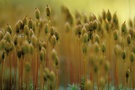 Sporophyten vom Goldenen Frauenhaarmoos (Polytrichum commune) 02