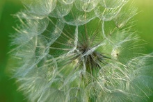 Pusteblume im Abendlicht