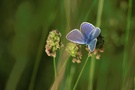 Kronwicken-Bläuling (Plebeius argyrognomon)