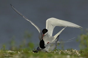 Küstenseeschwalbe (Sterna paradisaea)