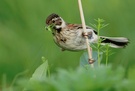 Rohrammer (Emberiza schoeniclus)