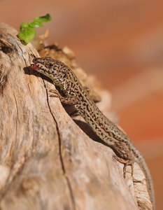 Katalonische Mauereidechse (Podarcis liolepis)