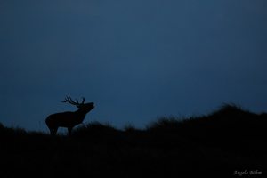 Röhren am Abend...